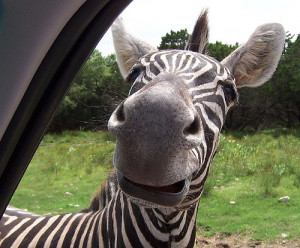 Funny Zebra Pictures