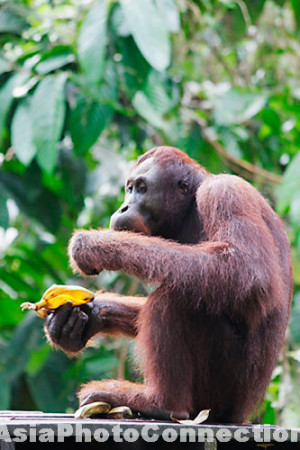 orangutan;-orang;-utan;-orang-utan;-orangutang;-pongo;-pygmaeus;-ape ...