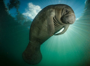 manatee lookout see manatees sun city fl | Picture of a Florida ...