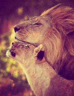 Every king needs his queen.