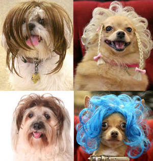 Wiggles Wigs for Dogs: Spoiled Sweet or Spoiled Rotten?