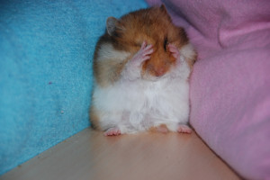 Funny Hamster Photo Crying Sad