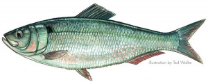 Thread: Differences between herring and hickory shad