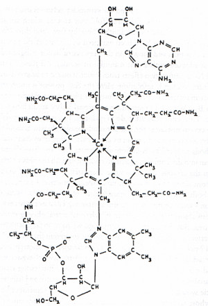 timeline of dorothy crowfoot hodgkin
