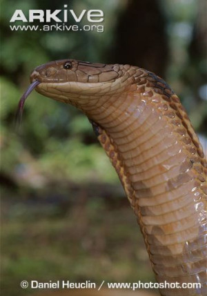 King Cobra Snake Max Steplont