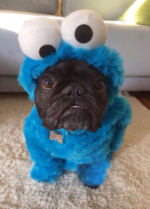 Bulldog in Cookie Monster costume: Cookie Monster, Cookies Monsters ...