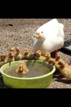 Via Animals World, Nature & Quotes -fb More