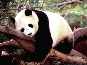 Free wallpapers panda