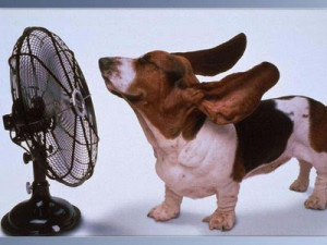 Its too hot here - Funny Dog Picture