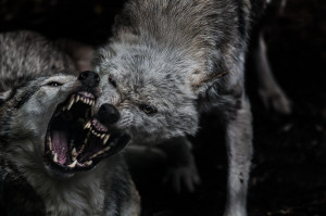 The Two Wolves – A Fable of Inner Conflict