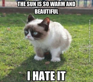 funny-cat-pics-grumpy-outside