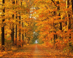 ... autumn wallpaper widescreen autumn forest wallpaper autumn wallpaper