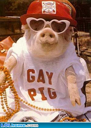 gay pig animal pictures pics and animal wallpapers gallery funny gay ...