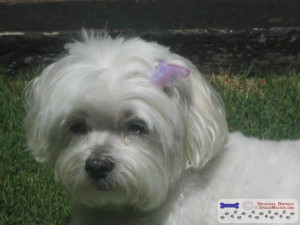 Grooming Maltese Dog 39 s Face