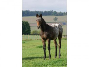 Hound › Horses & ponies for sale › All-rounder › 2014 Appaloosa ...