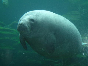 Fat Manatee Pictures, Images & Photos
