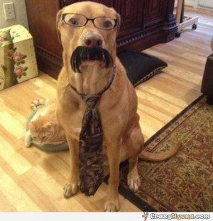 Funny Dog Tie Suit Reading Bookjpg Picture