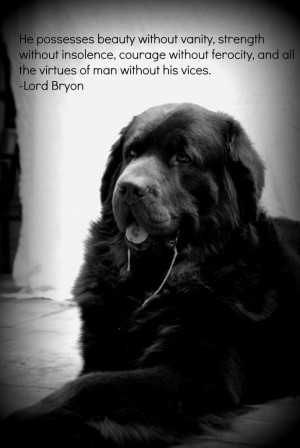 ... man without his vices. ~Lord Byron Newfoundland Dogs, Dogs Quotes