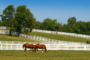 kentucky known as the bluegrass state is famous for being home to some ...