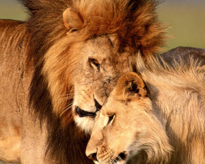 Lion and Lioness Love Google Themes
