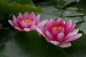 睡蓮 スイレン 睡蓮科 スイレン 属