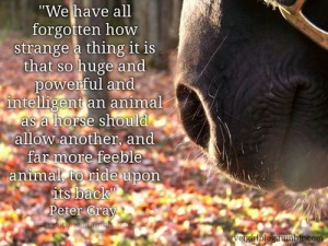 Horses, quotes, life, love, horse life