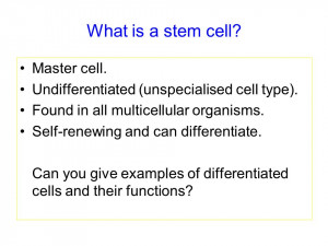 What is a stem cell? Master cell. Undifferentiated (unspecialised cell ...