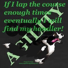 ... agility agility fun agility b o p agility training dog agility quotes