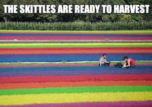 funny-picture-skittles-harvest