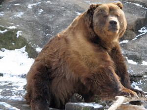 grumpy cartoon yogi bear Pictures, Photos & Images