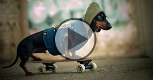 dachshund funny photos