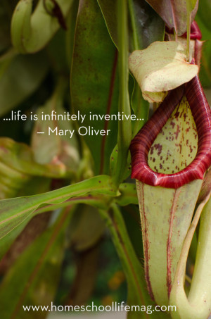 life is infinitely inventive quote