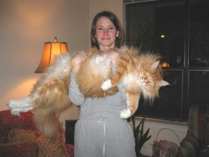 Funny Biggest Maine Coon Cats