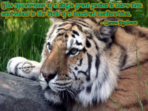 ... Quotes: Appearance Of A Great Genius Quote With Capture Of Wild Tiger