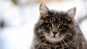 Animal quotes cute cat pictures with snow fall from the sky capture