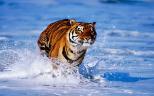 Bengal Tiger HD Desktop Wallpaper