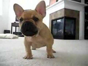 French Bulldog Welcoming His Mom Home From Work! Funny Dog Video!