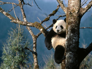 Panda , Animals Wallpapers