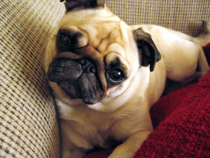 With my back still not healed, the princess and I have spent a number ...