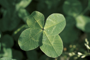 Thank My Lucky Stars: Famous People’s Quotes on Luck