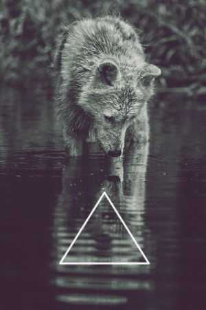 photography Black and White wolf beautiful perfect hipster indie ...