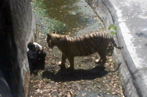 ... after he fell into the animal’s moat in the Delhi Zoo, an official