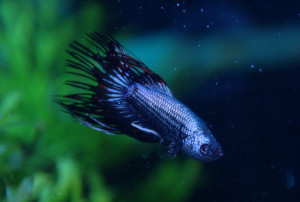 Search Results for: Betta Breeding Spawning Betta Fish In Fish Bowls