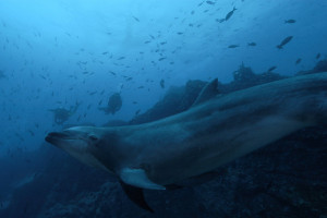 dolphins © silentkids animalphotos.info/a/2007/12/22/underwater ...
