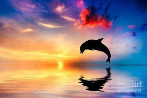 Fantastic Ocean And Sunset With Dolphin Jumping Michal Bednarek listed ...