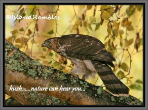 Welcome to the Island Rambles Blog