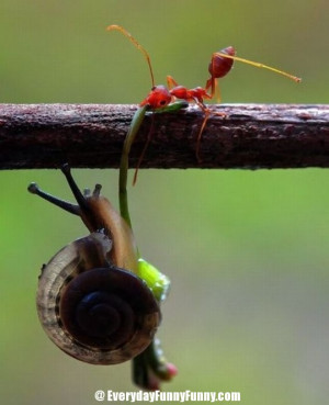 ... funny animals funny picture funny teamwork great teamwork teamwork