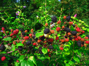 wondered how some artists may have painted blackberry bushes. What ...