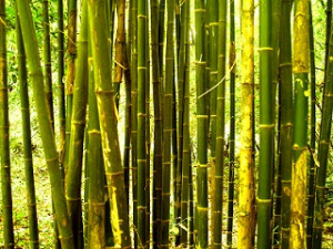 Chinese Bamboo Tree Grove