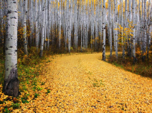 Picture of a path in an aspen forest in Colorado